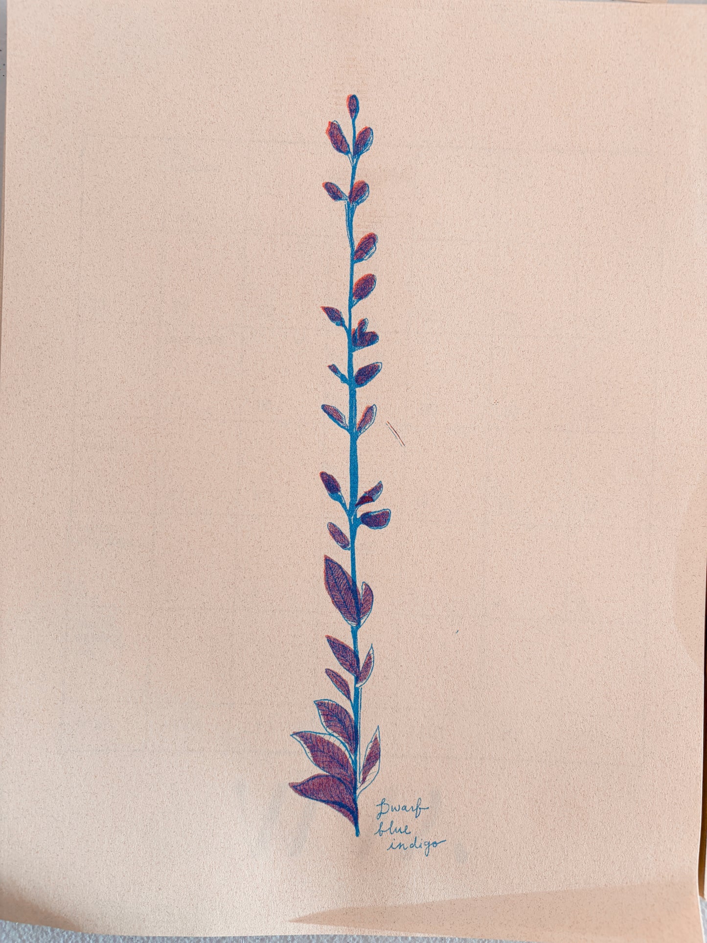 2027 Nebraska Native Flowers - Risograph Calendar