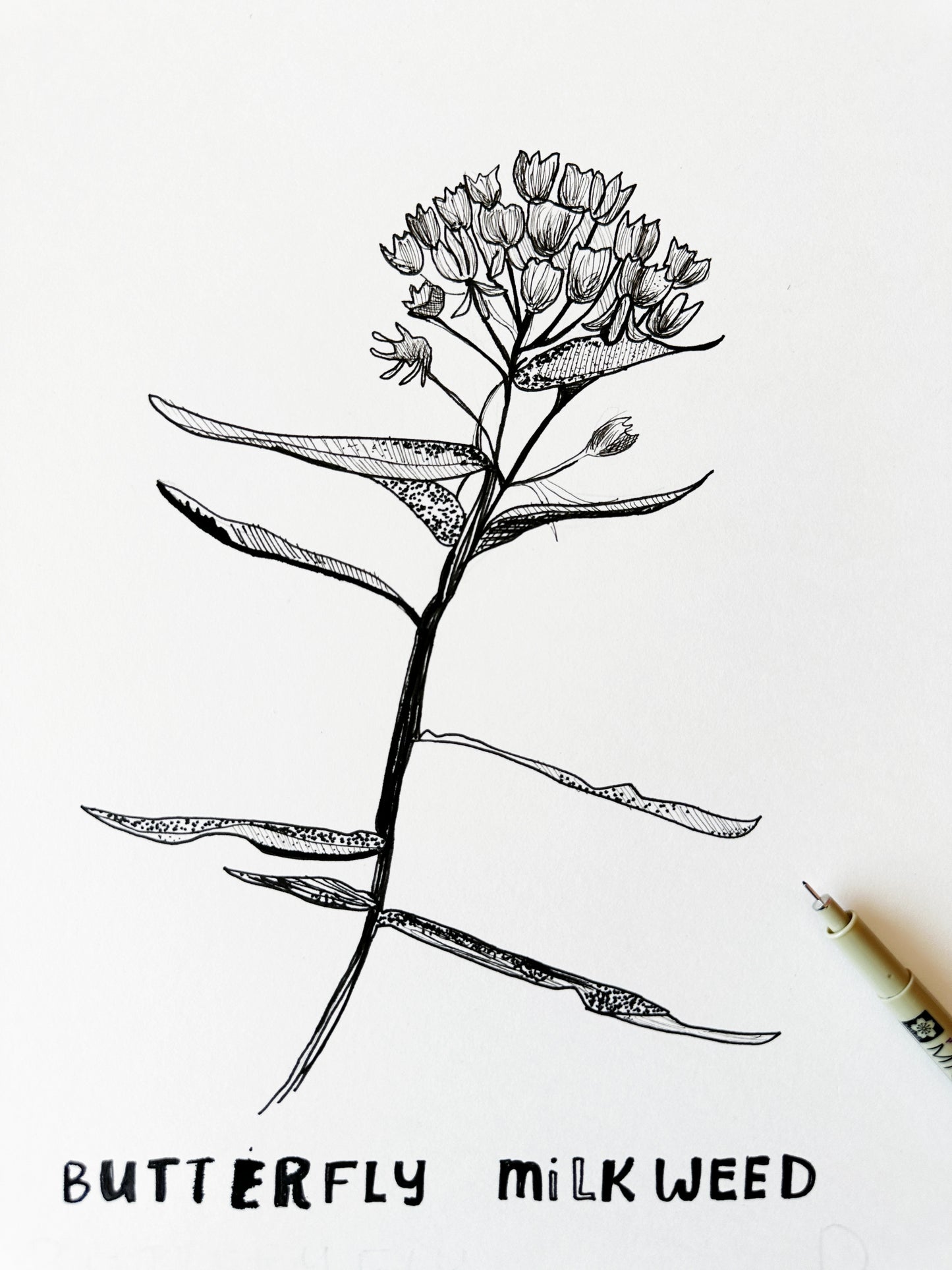 Ink & Wildflowers: Drawing Nebraska Native Flowers