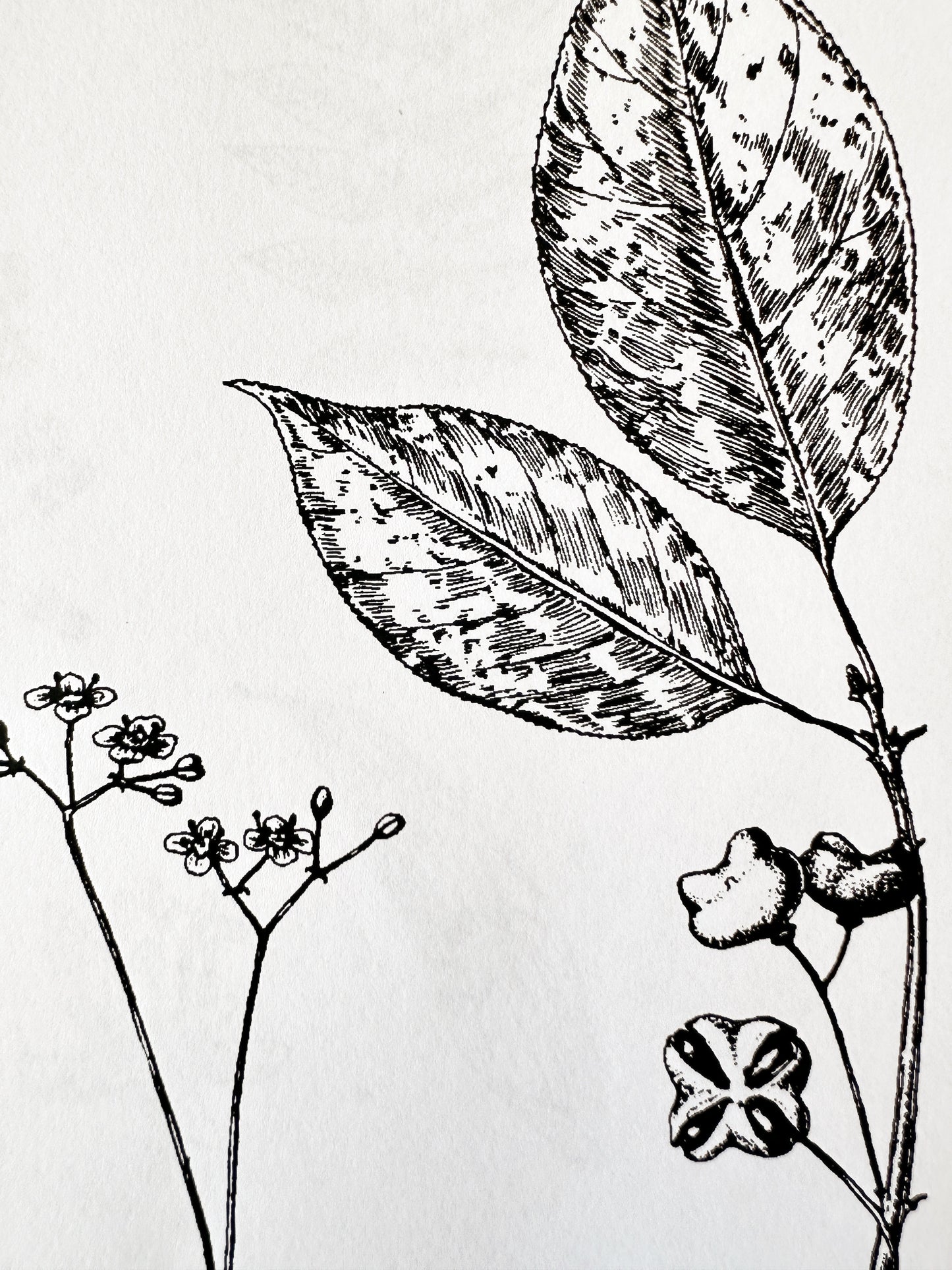 Ink & Wildflowers: Drawing Nebraska Native Flowers