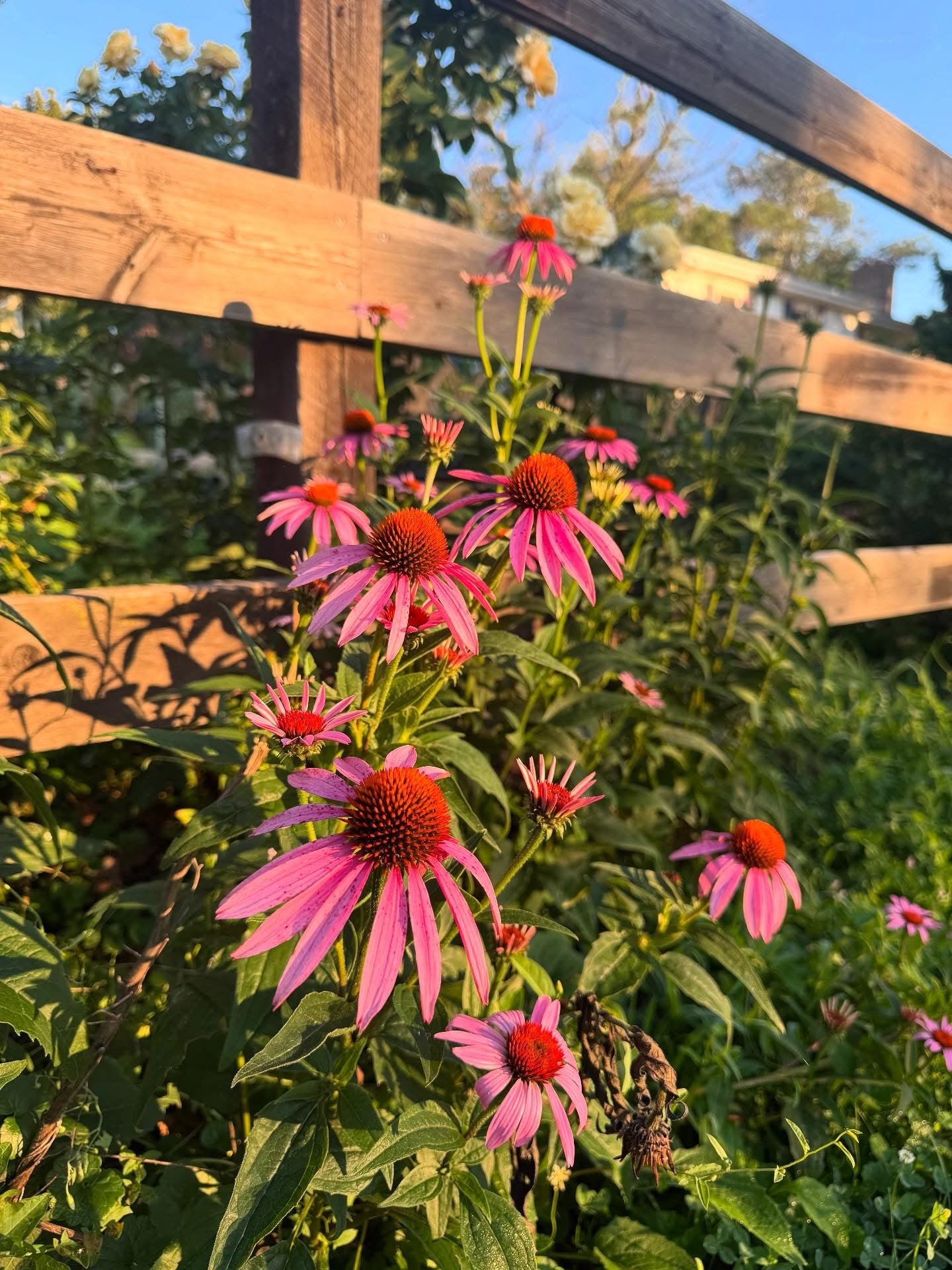 Ink & Wildflowers: Drawing Nebraska Native Flowers