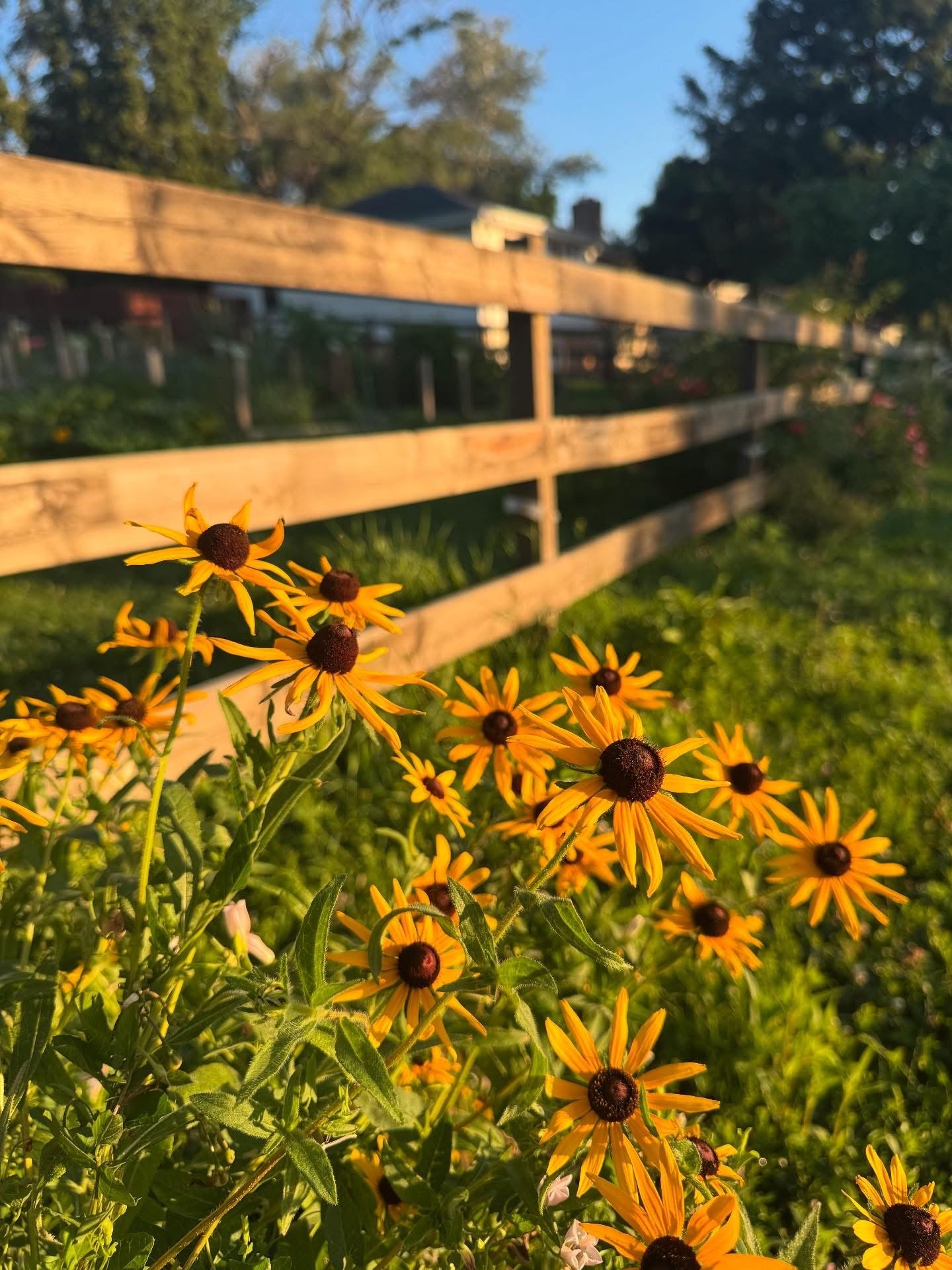 Ink & Wildflowers: Drawing Nebraska Native Flowers