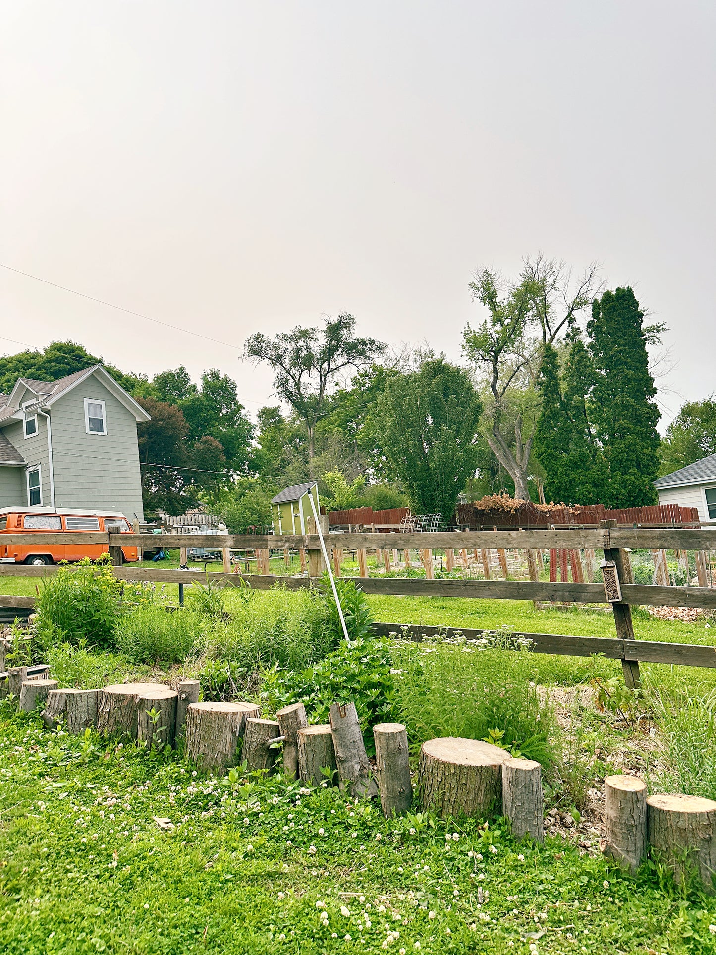 Ink & Wildflowers: Drawing Nebraska Native Flowers